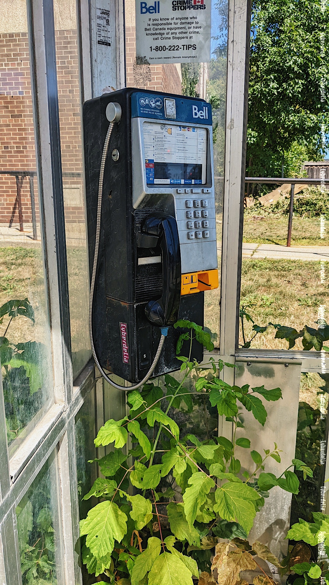 A Bell Canada payphone inside a phonebooth, blue plastic top coin deposit, black body and receiver and yellow phonecard slot. It's got some dust and mud marks, not clean. Has a Cyberdelia sticker on its side. A number of green weeds/plants have overgrown into the booth and are creeping up to the base of the mounted phone. A sign above says Bell Crime Stoppers with a Canadian flag. Text: If you know of anyone who is responsible for damage to Bell Canada equipment, or have knowledge of any other crime, call Crime Stoppers at 1-800-222-TIPS. A tree and grass and edge of a brown brick building can be seen in distance behind the booth.
